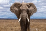 Honest and tall elephant picture desktop wallpaper