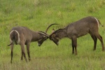 Waterbuck material picture desktop wallpaper