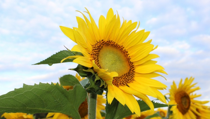 阳光下的向日葵图片桌面壁纸