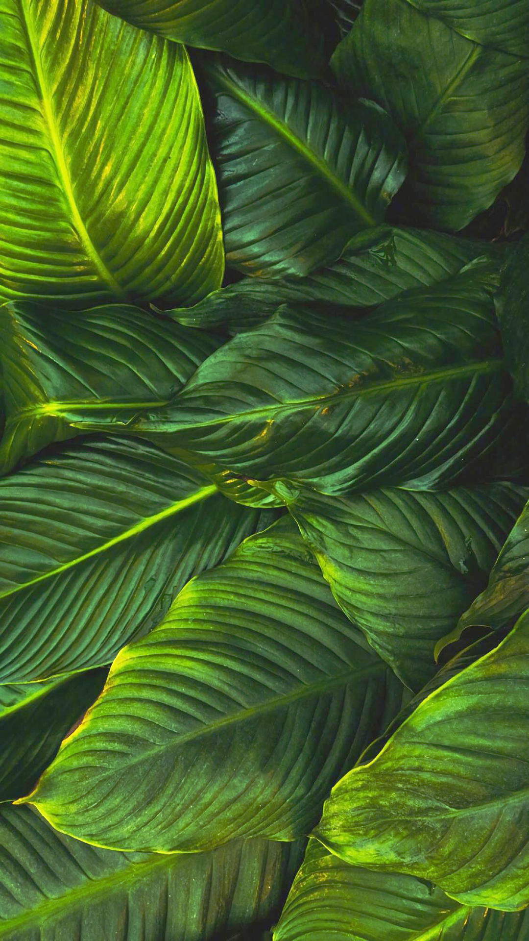 养眼绿色植物高清手机壁纸