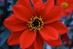 HD dahlia pictures