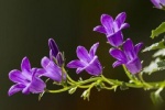 purple bellflower pictures