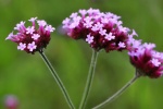 Willow verbena picture desktop wallpaper
