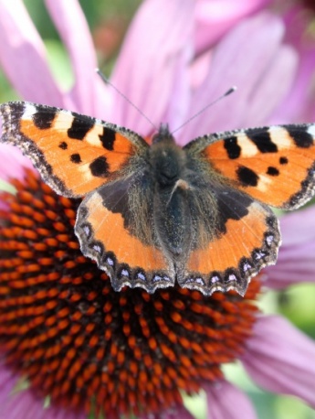 Flying nettle butterfly pictures
