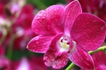 Phalaenopsis pictures desktop wallpaper