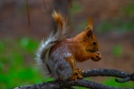 Cute little squirrel pictures