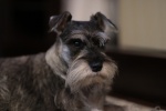 Cute and cute Schnauzer pictures