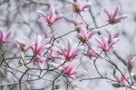 Pink celestial magnolia pictures