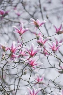 Pink celestial magnolia pictures