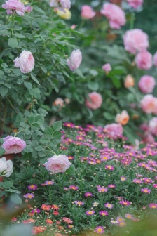 庭院花朵圖片手機壁紙