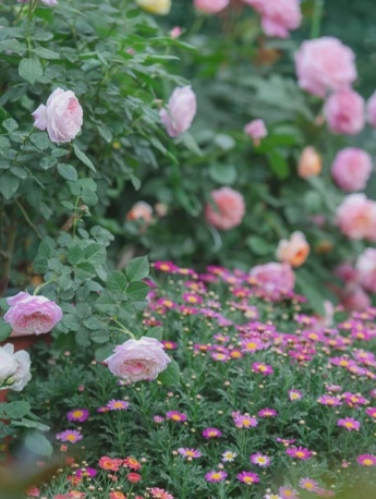 Garden flowers pictures mobile wallpaper