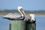 Big mouth white pelican picture