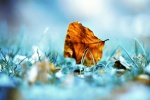 Autumn leaves pictures desktop wallpaper