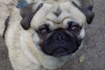Cute and cute pug pictures
