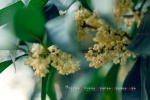 November 2021 eye-protecting osmanthus calendar wallpaper