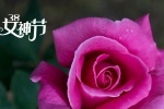 38女神节之玫瑰花图片桌面壁纸