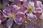 HD clematis pictures