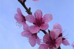 Appreciation of peach blossom pictures in March