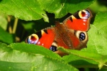 Peacock butterfly picture HD