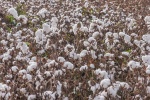 新疆棉花高清图片桌面壁纸