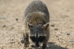 Cute little raccoon pictures