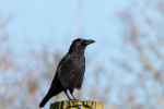 Picture of crow with jet black feathers