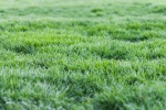 HD green grass natural scenery wallpaper
