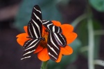 Beautiful yellow-sleeved butterfly pictures desktop wallpaper