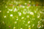 March 2022 Flowers and Plants Desktop Calendar Wallpaper