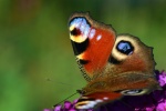Beautiful peacock butterfly pictures