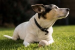 Jack Russell Terrier Pictures Desktop Wallpaper