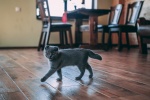 Folded cat pictures desktop wallpaper