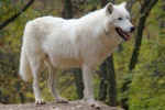 Ferocious arctic wolf pictures
