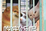 猫猫狗狗吃牢饭表情包