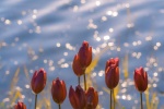Tulips by the water mobile wallpaper pictures