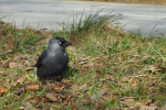 Picture of crow with jet black feathers