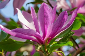 HD magnolia flower pictures desktop wallpaper