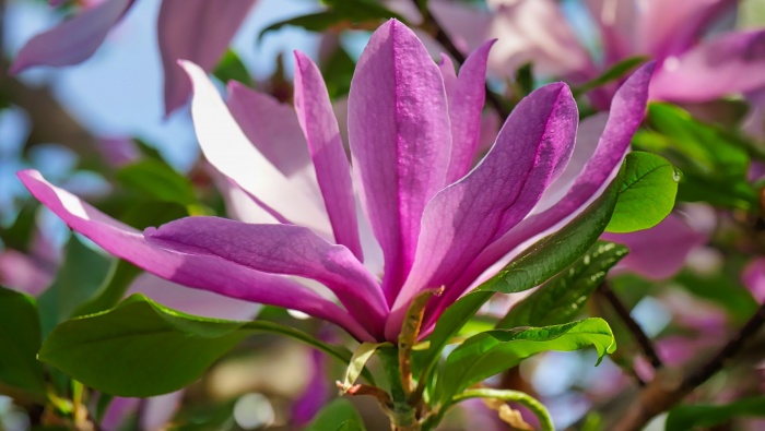 HD magnolia flower pictures desktop wallpaper
