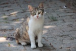 Outdoor wildcat photography pictures desktop wallpaper