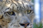 Fierce snow leopard pictures