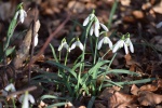 White snowdrop pictures desktop wallpaper