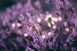 Lavender flowers sea beautiful scenery desktop wallpaper