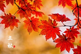 Red maple leaves at the beginning of autumn beautiful pictures desktop wallpaper