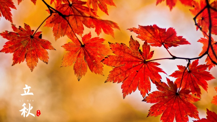 Red maple leaves at the beginning of autumn beautiful pictures desktop wallpaper