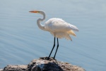 egret pictures birds egret pictures