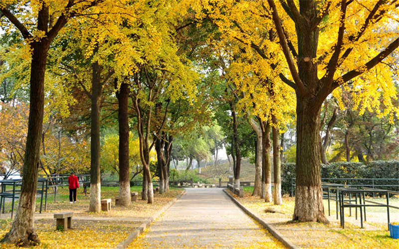苏州大学校园风景图片