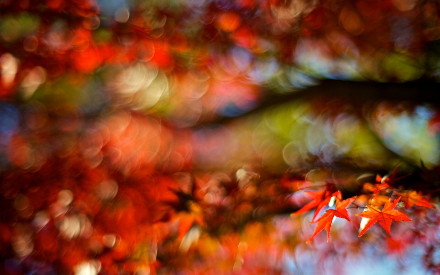 秋天来了红色枫叶唯美桌面壁纸