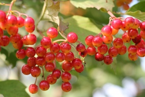 鮮豔的紅色漿果圖片桌麵壁紙