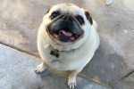 Cute and cute pug pictures