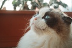Ragdoll cat pictures Brador cat pictures